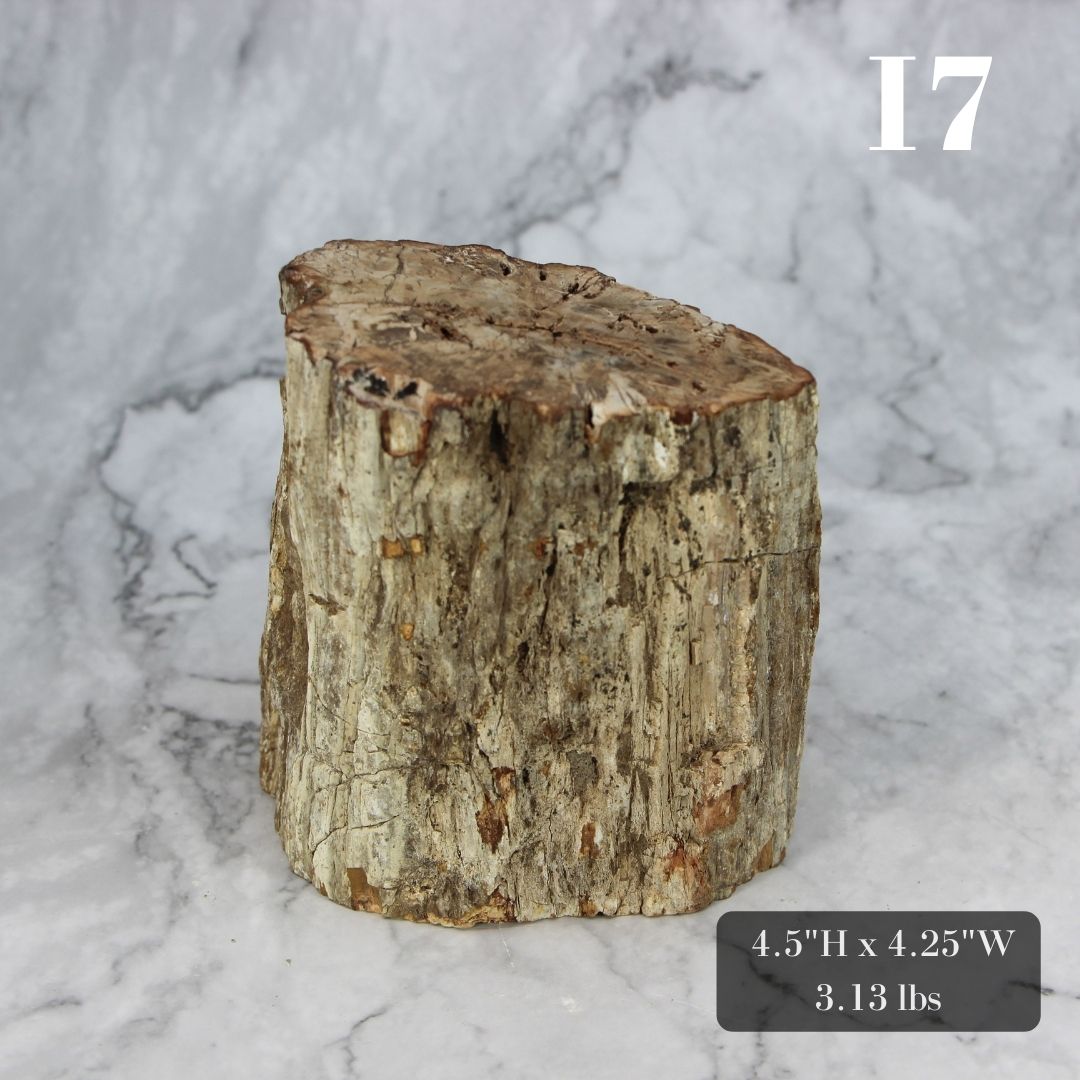 Petrified Wood Branch 3-6"