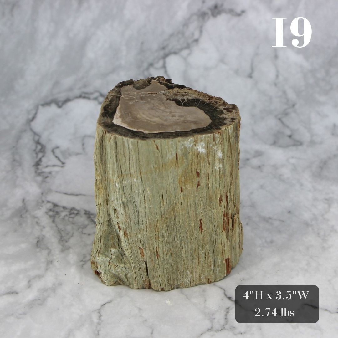 Petrified Wood Branch 3-6"