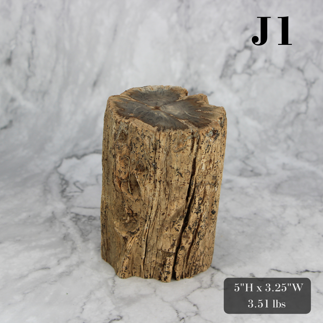 Petrified Wood Branch 3-6"