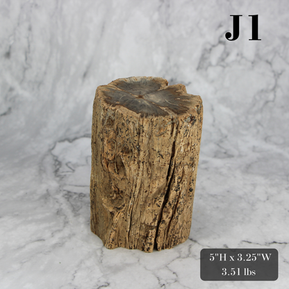 Petrified Wood Branch 3-6"