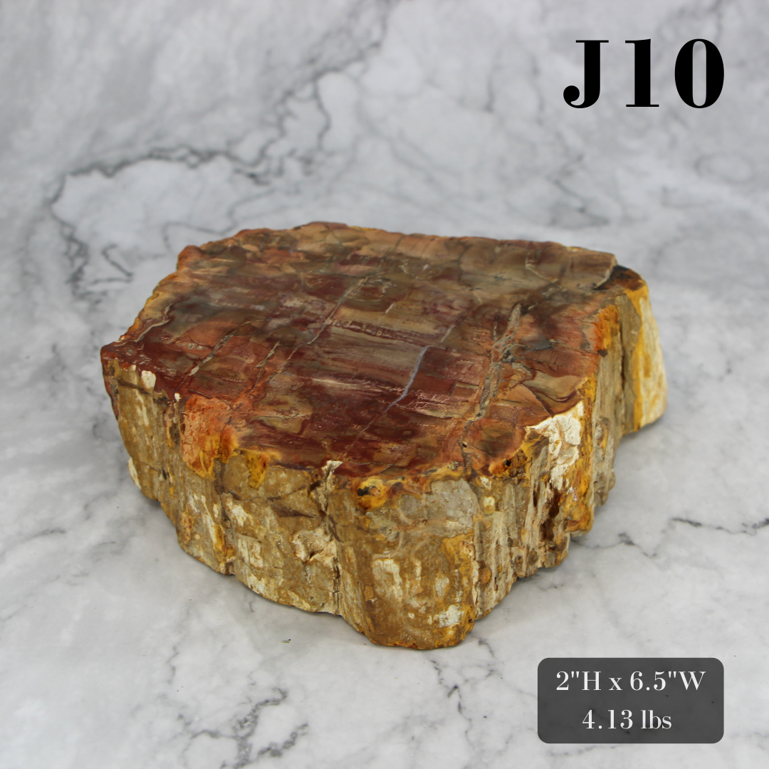 Petrified Wood Branch 3-6"