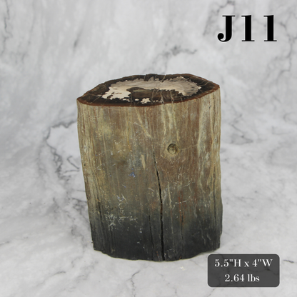 Petrified Wood Branch 3-6"