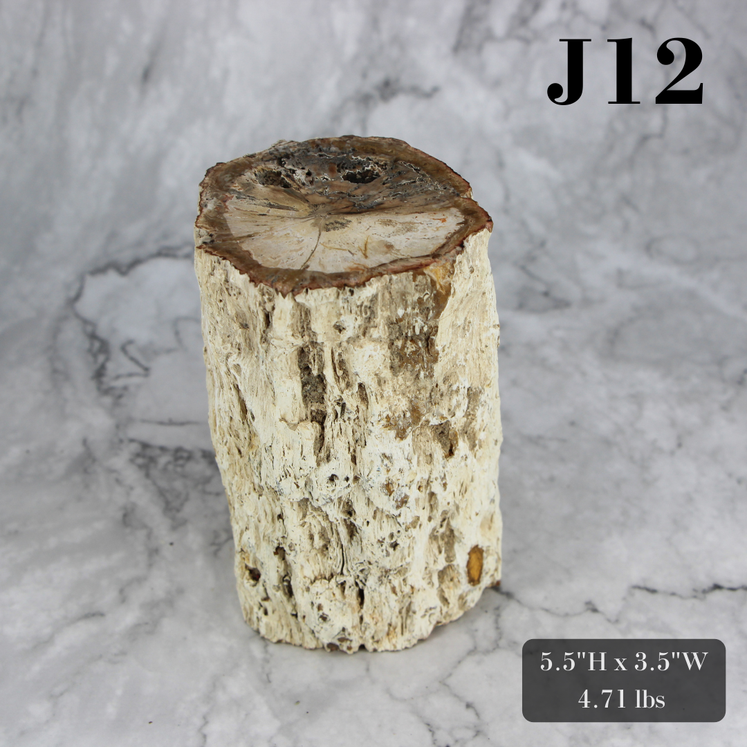 Petrified Wood Branch 3-6"