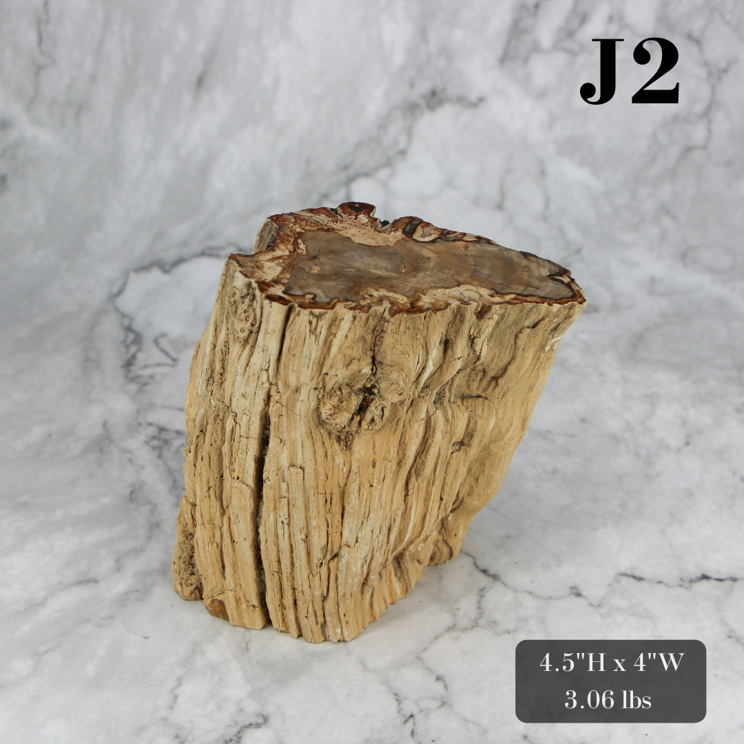 Petrified Wood Branch 3-6"