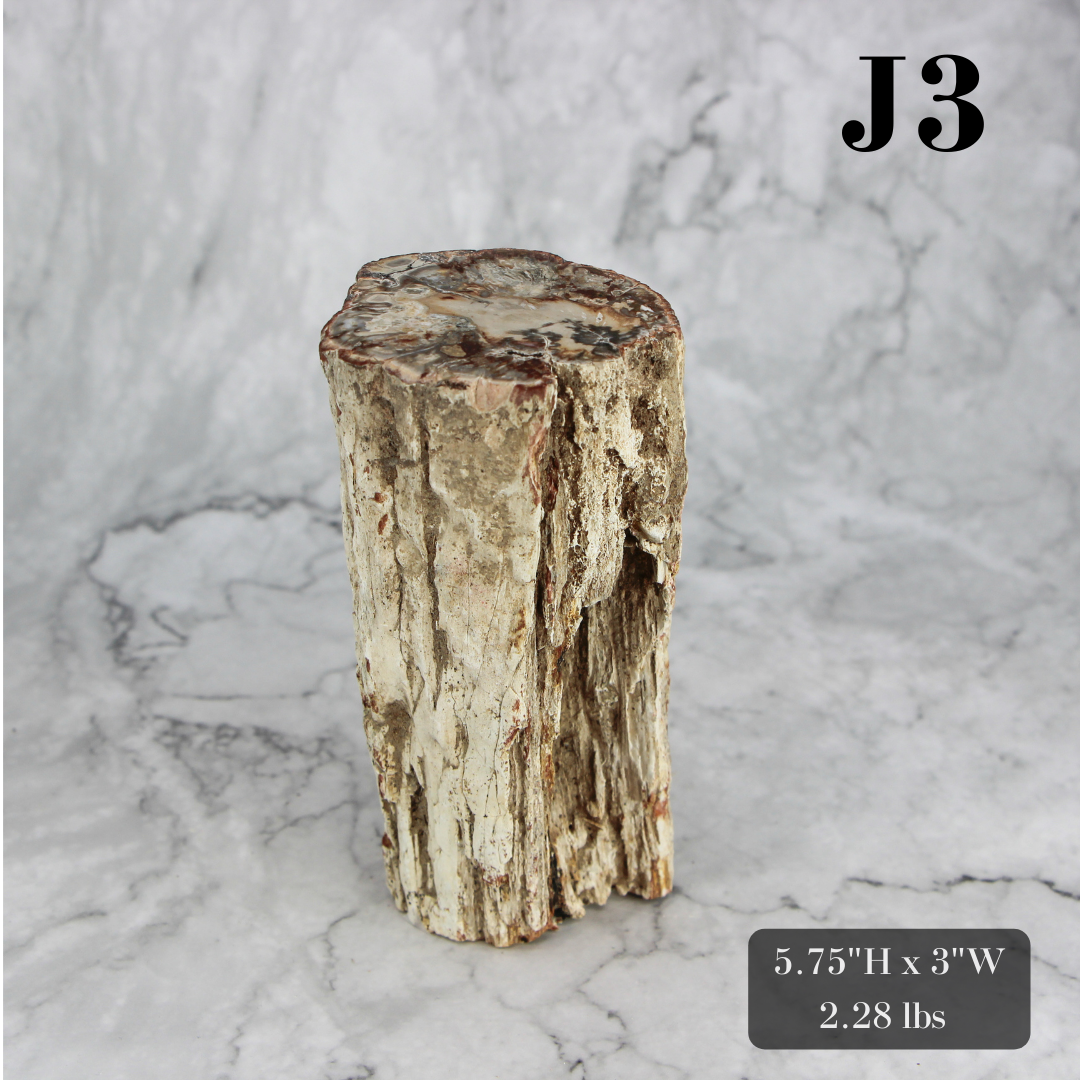 Petrified Wood Branch 3-6"