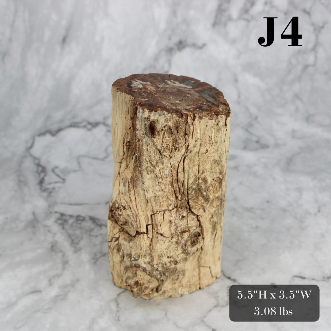 Petrified Wood Branch 3-6"