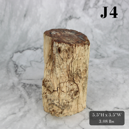 Petrified Wood Branch 3-6"
