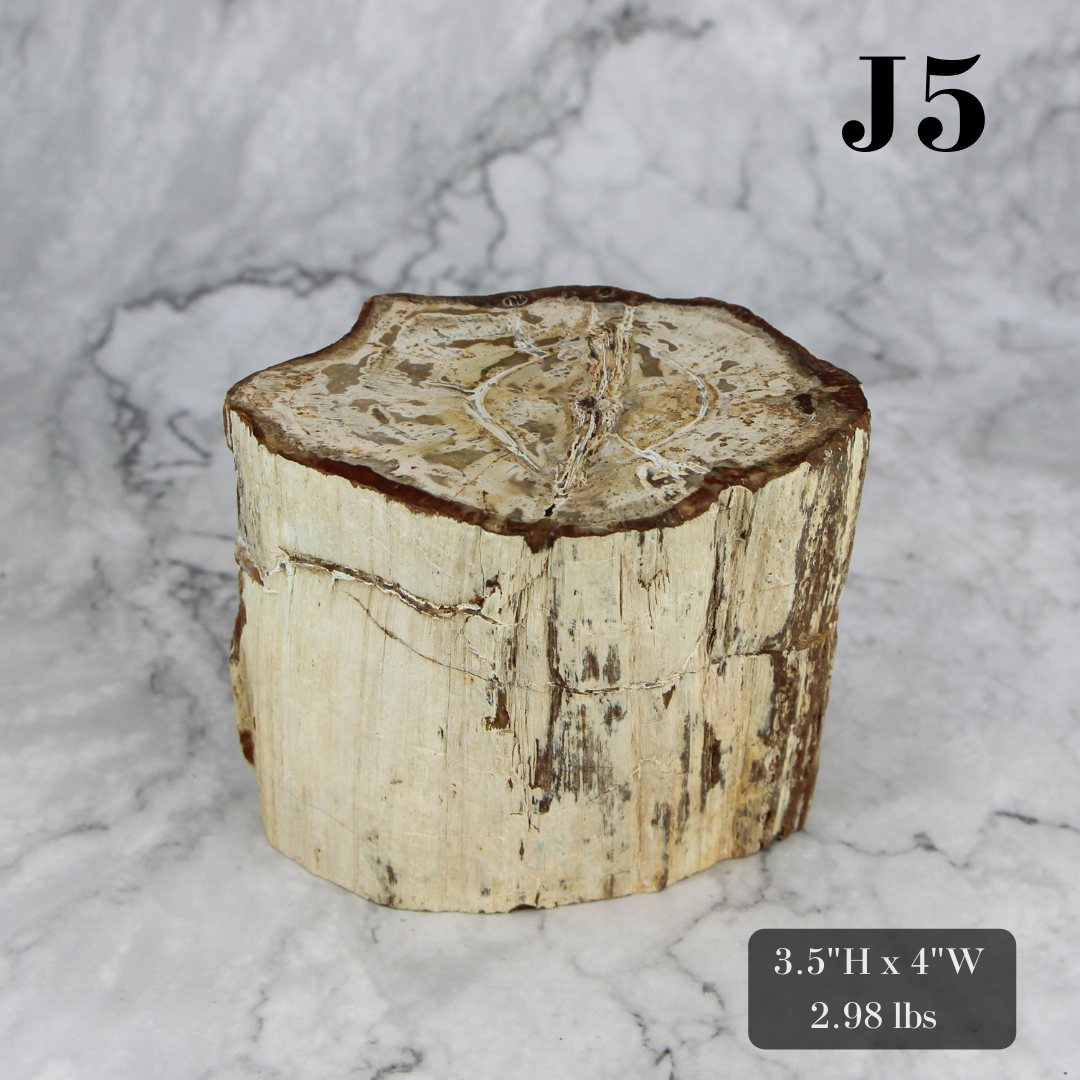 Petrified Wood Branch 3-6"