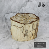 Petrified Wood Branch 3-6"