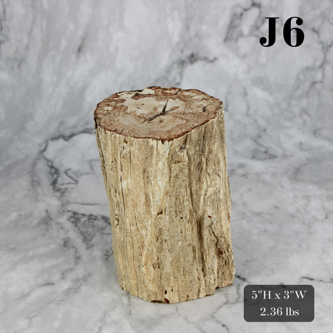 Petrified Wood Branch 3-6"