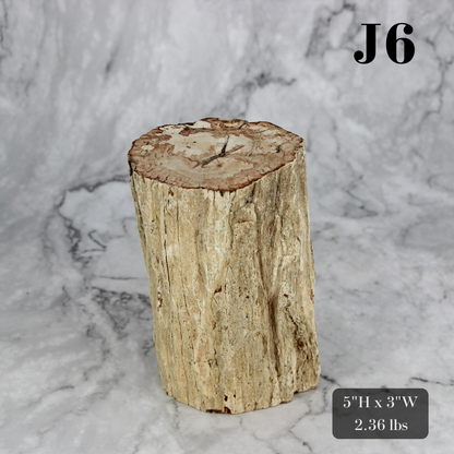 Petrified Wood Branch 3-6"