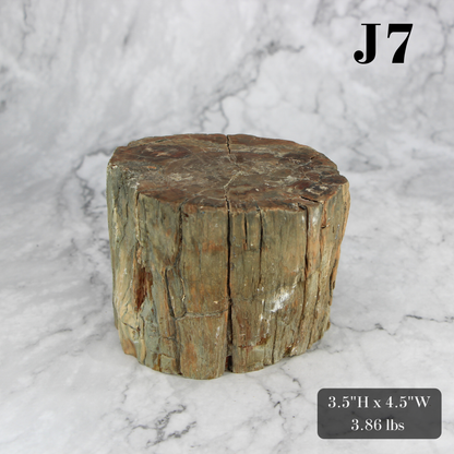 Petrified Wood Branch 3-6"