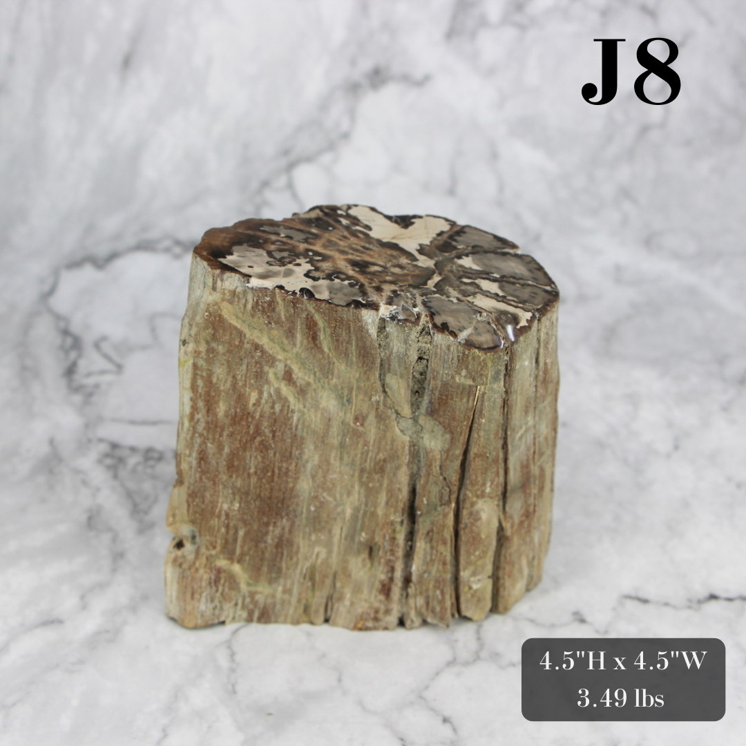 Petrified Wood Branch 3-6"