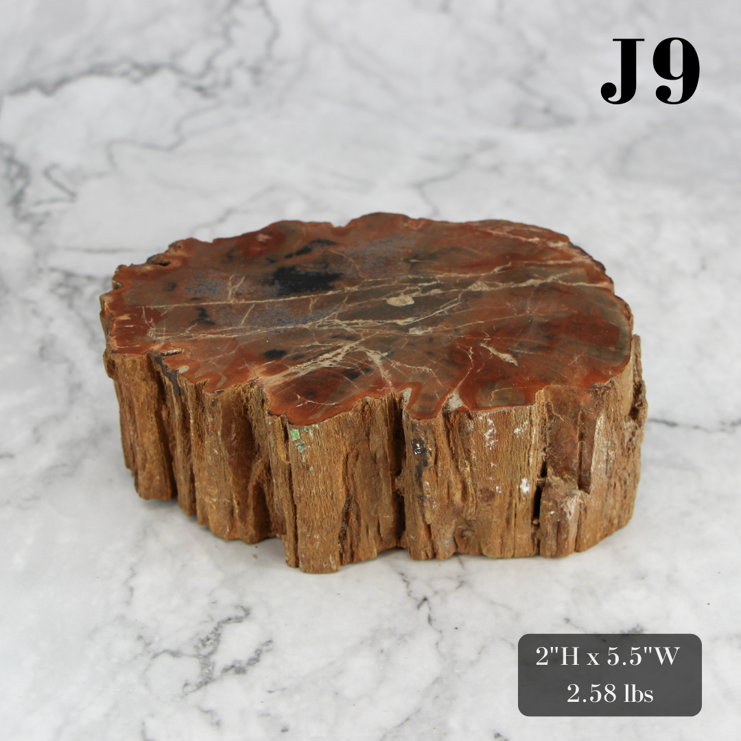 Petrified Wood Branch 3-6"