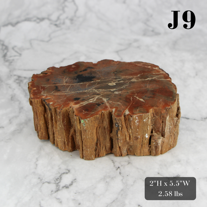 Petrified Wood Branch 3-6"