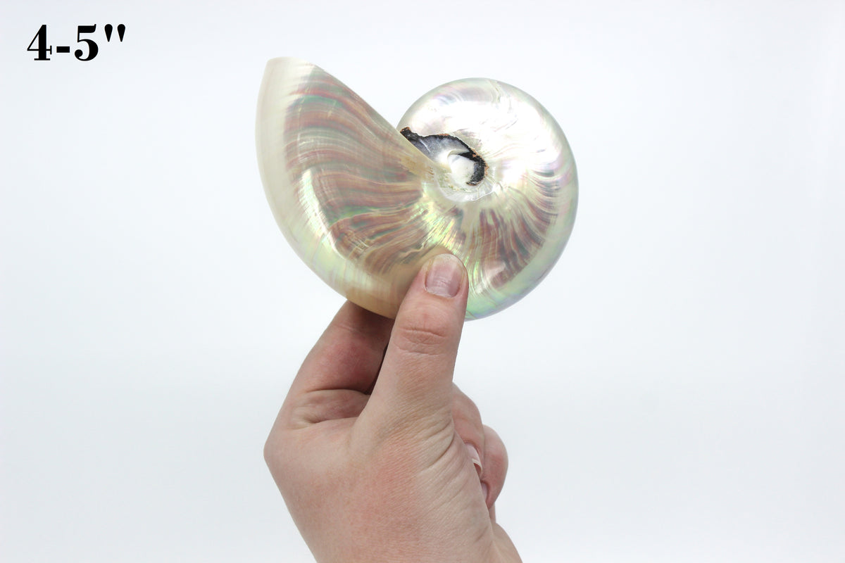 Chambered Nautilus Polished