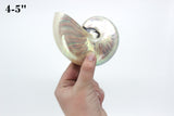 Chambered Nautilus Polished