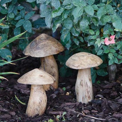 Tea Tree Root Mushrooms