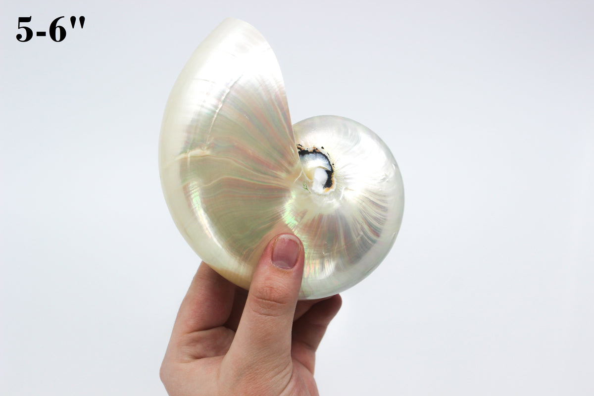 Chambered Nautilus Polished