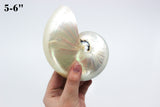 Chambered Nautilus Polished