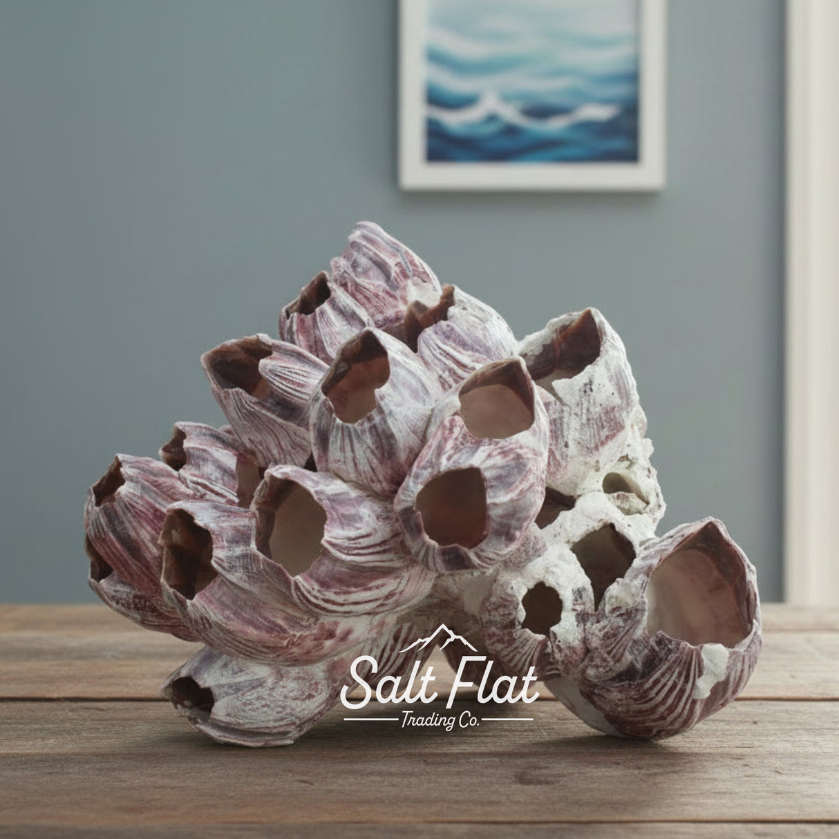 Barnacles 5-7"
