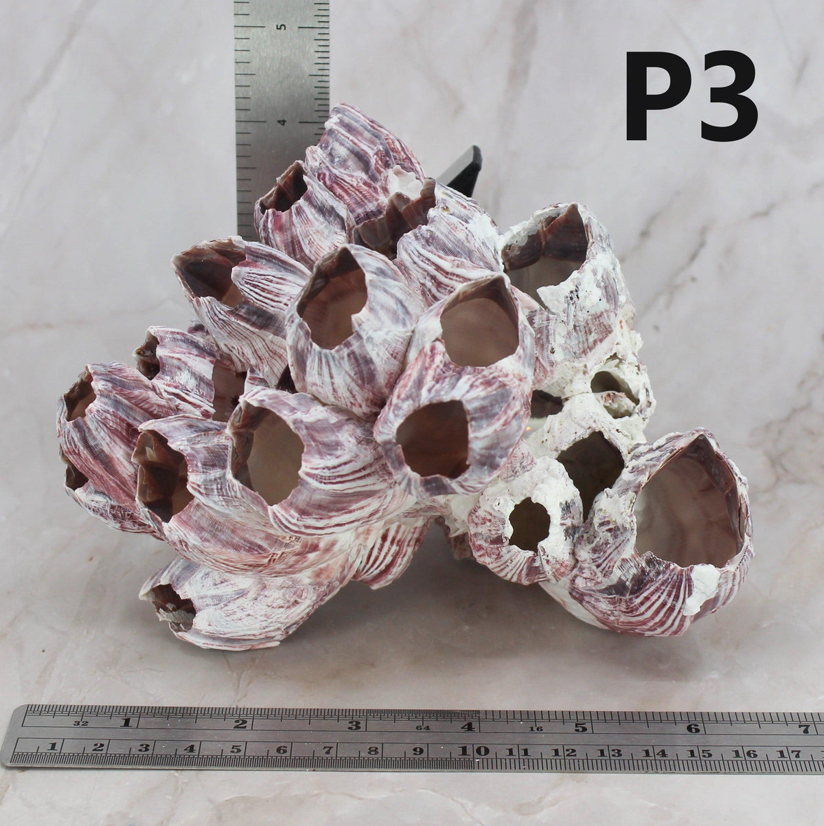 Barnacles 5-7"