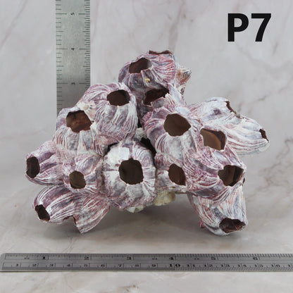 Barnacles 5-7"