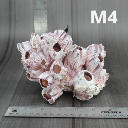 Barnacles 5-7"