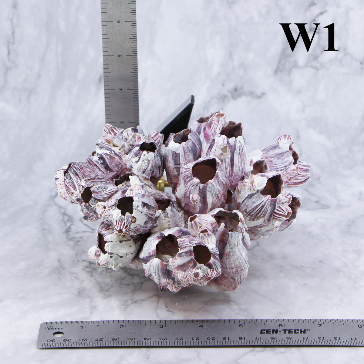 Barnacles 5-7"