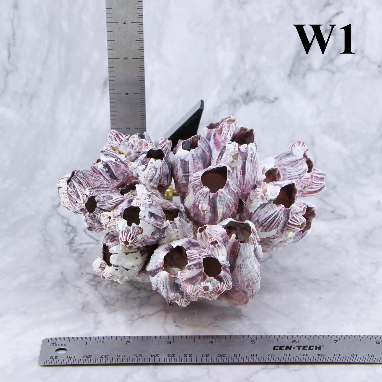Barnacles 5-7"