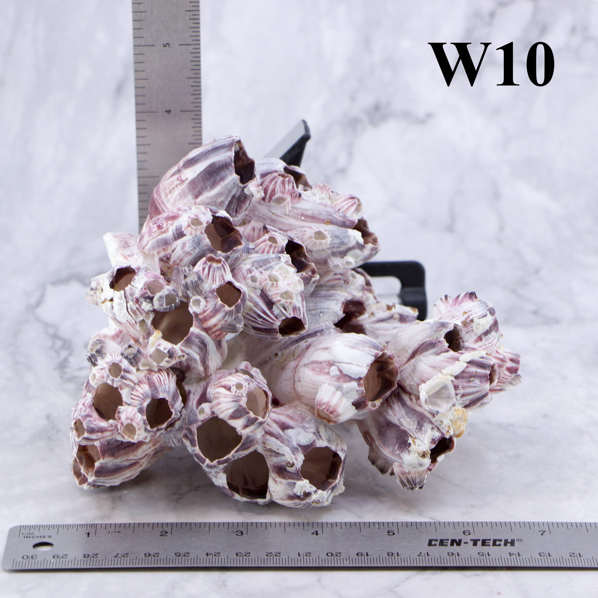 Barnacles 5-7"