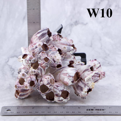 Barnacles 5-7"