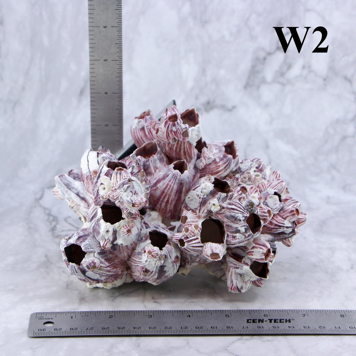 Barnacles 5-7"