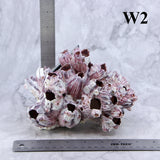 Barnacles 5-7"