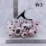 Barnacles 5-7"