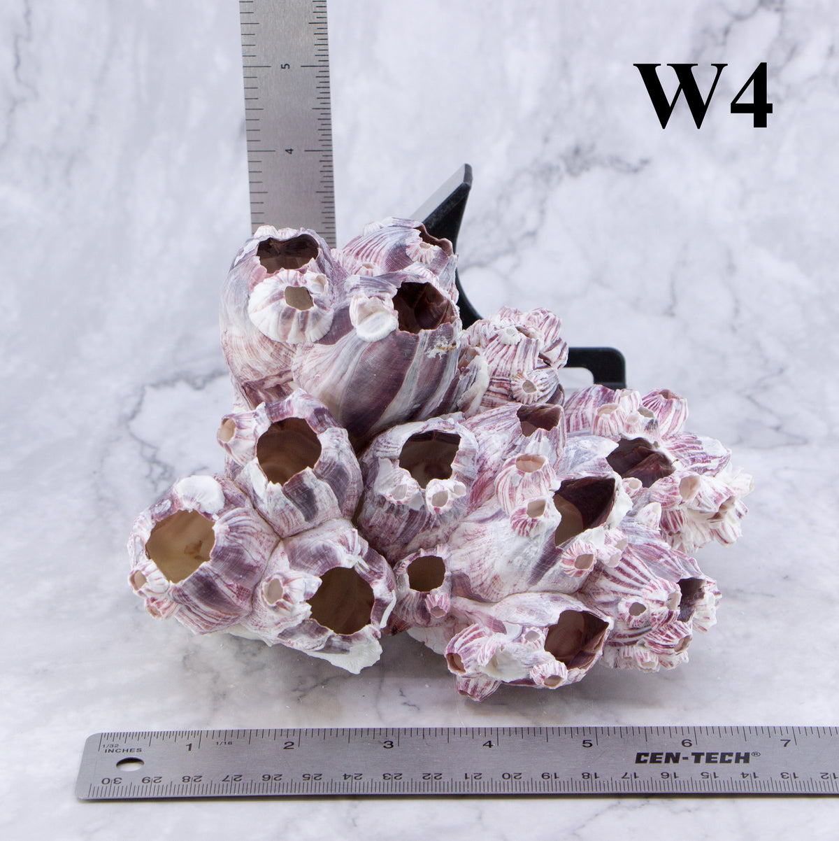 Barnacles 5-7"