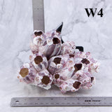 Barnacles 5-7"