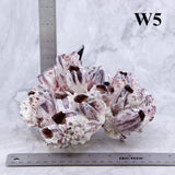 Barnacles 5-7"