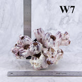 Barnacles 5-7"