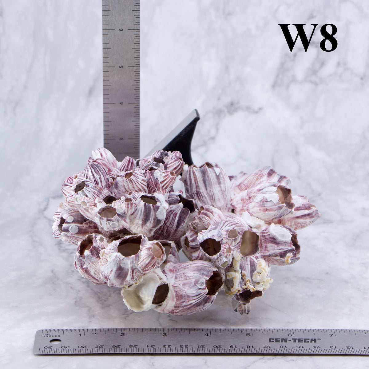 Barnacles 5-7"