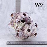 Barnacles 5-7"