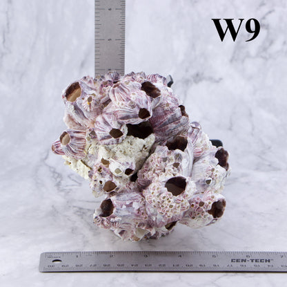 Barnacles 5-7"