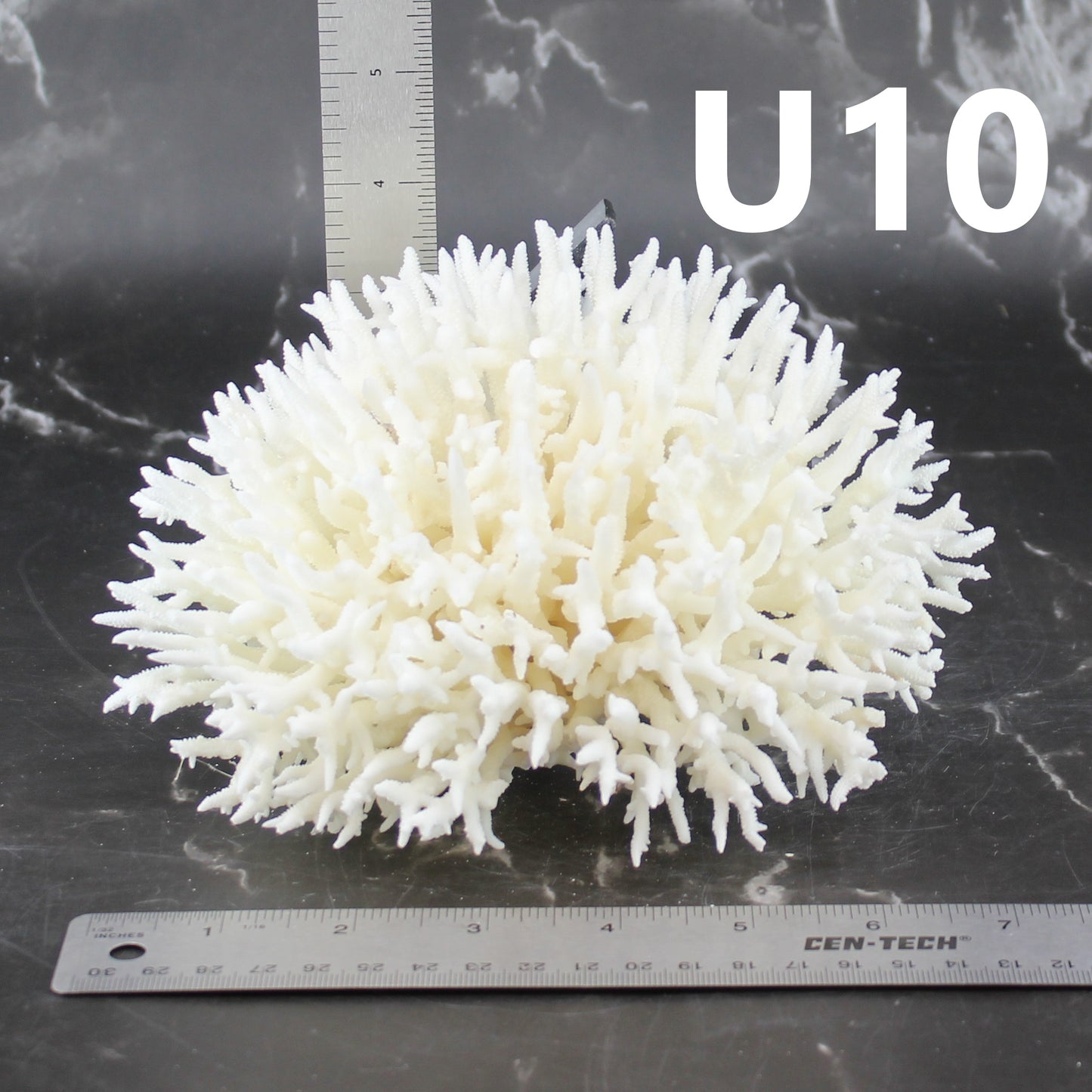 Birdsnest Coral 5-7"