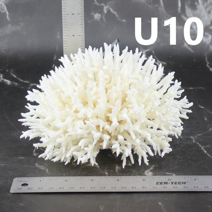 Birdsnest Coral 5-7"