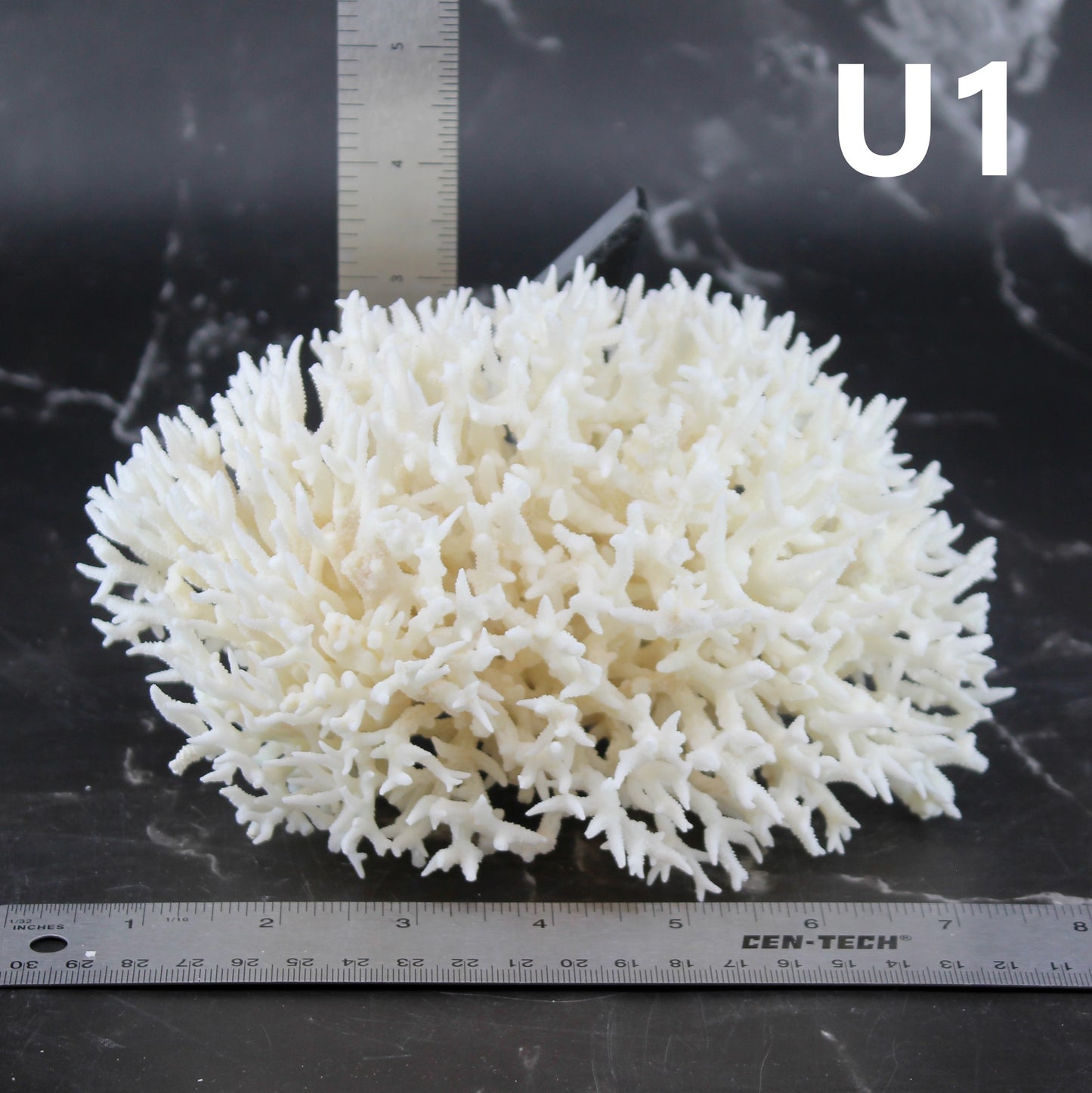 Birdsnest Coral 5-7"