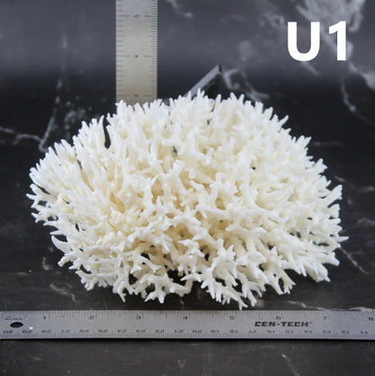 Birdsnest Coral 5-7"