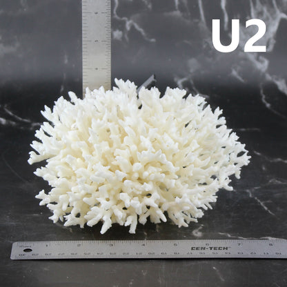 Birdsnest Coral 5-7"