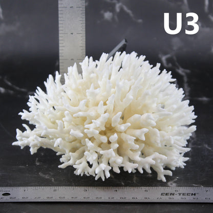 Birdsnest Coral 5-7"