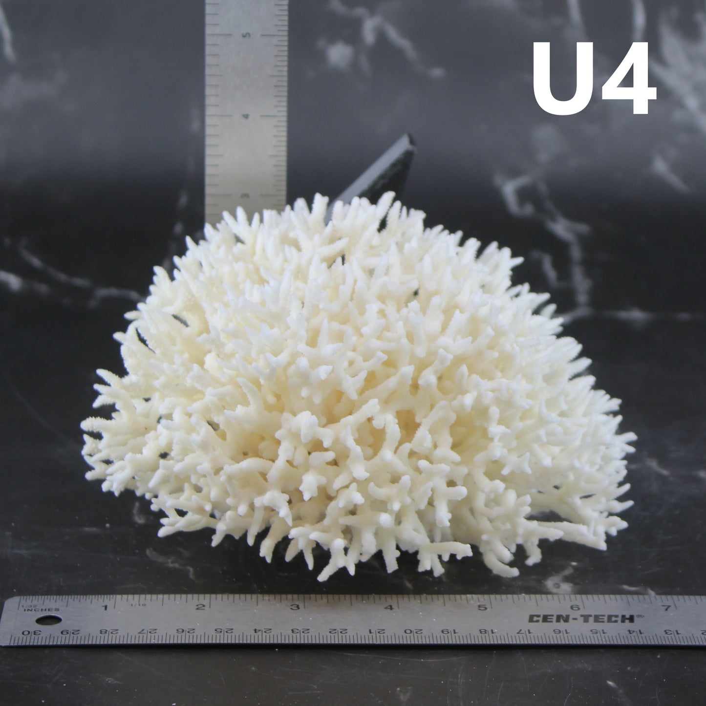 Birdsnest Coral 5-7"