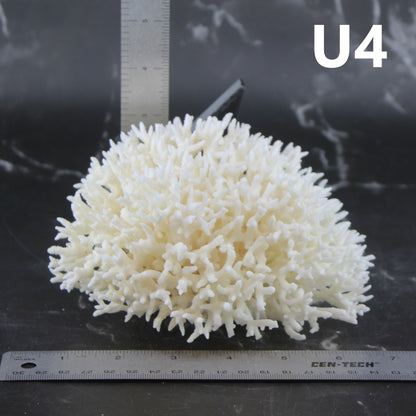 Birdsnest Coral 5-7"